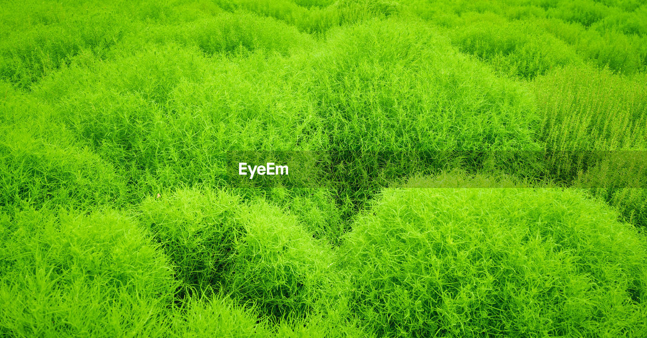 green, plant, growth, beauty in nature, land, backgrounds, no people, nature, full frame, field, foliage, lush foliage, tranquility, day, grassland, environment, grass, meadow, outdoors, freshness, vegetation, high angle view, landscape, agriculture, scenics - nature, tree, rural scene, tranquil scene, lawn