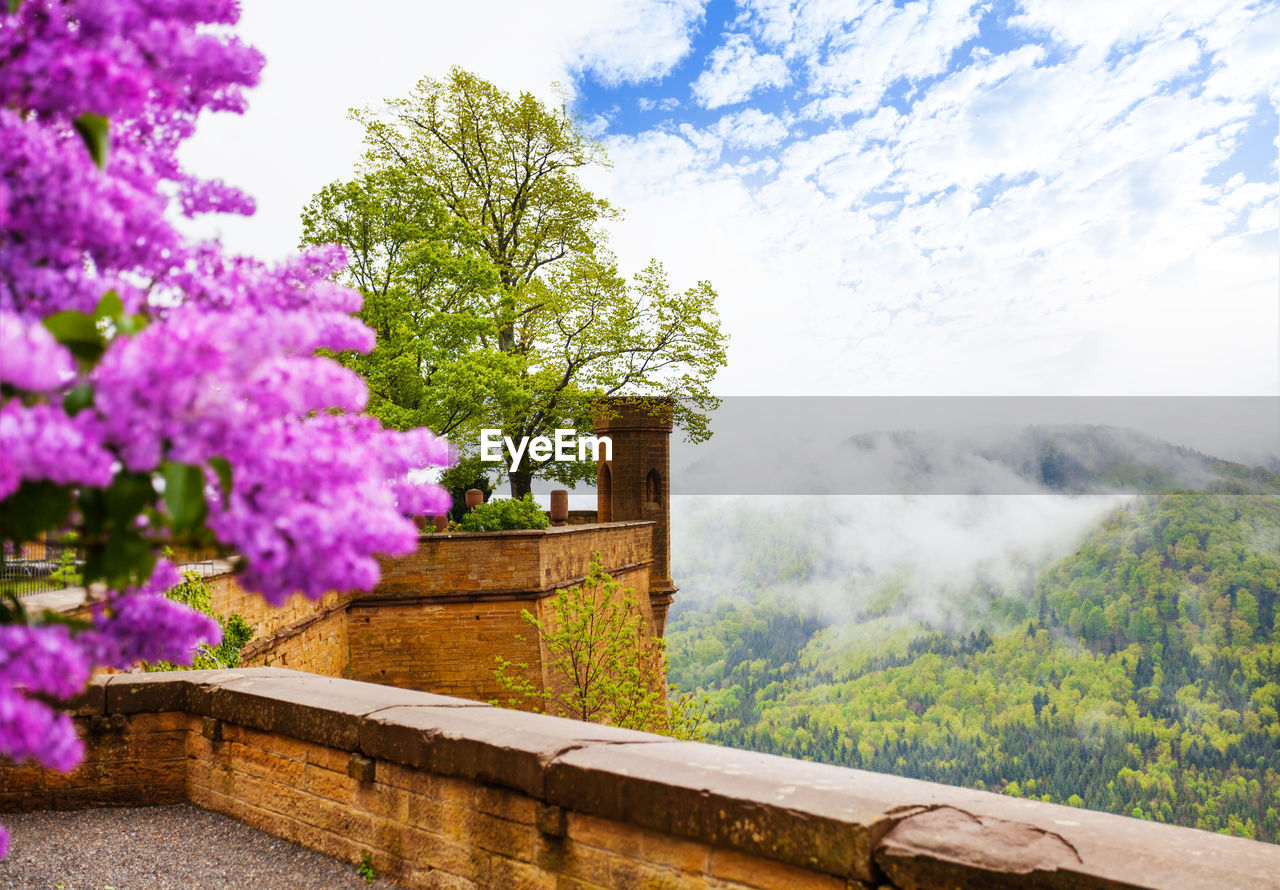 FLOWERING PLANTS AND TREES AGAINST SKY