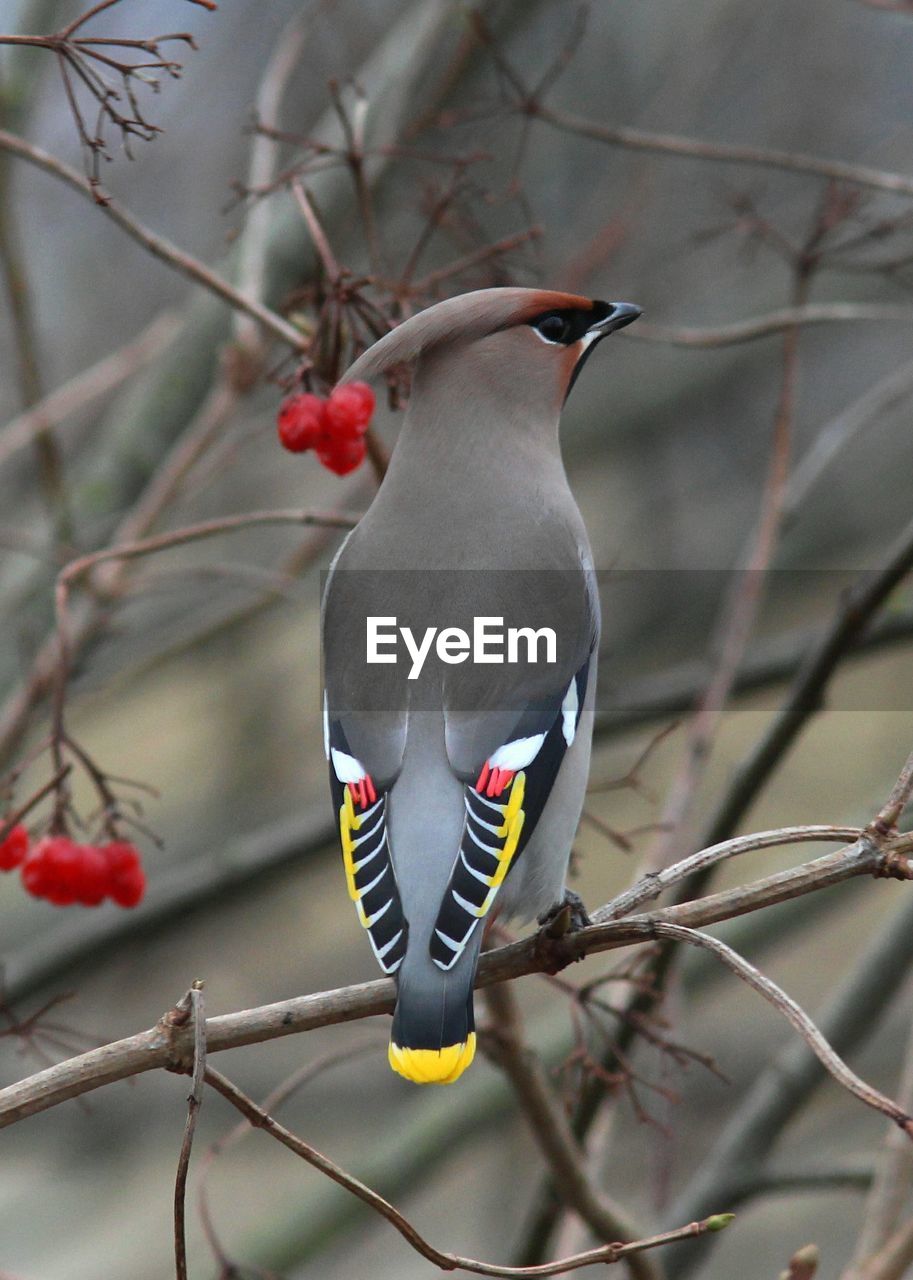 BIRD PERCHING ON TWIG