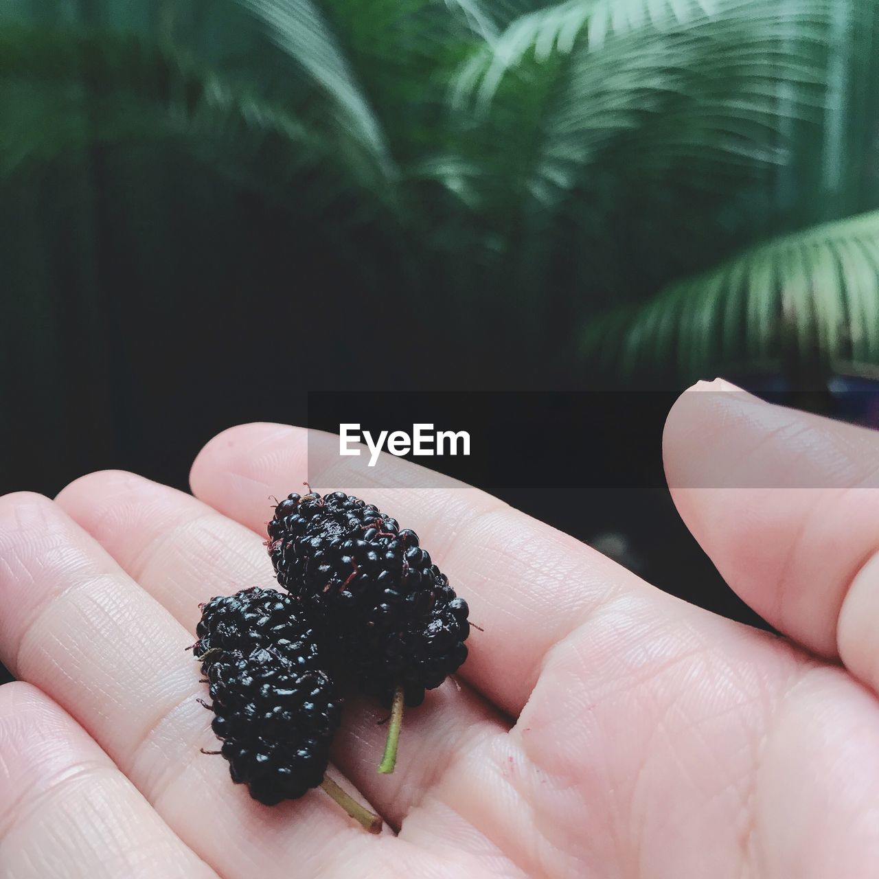 Close-up of hand holding berries