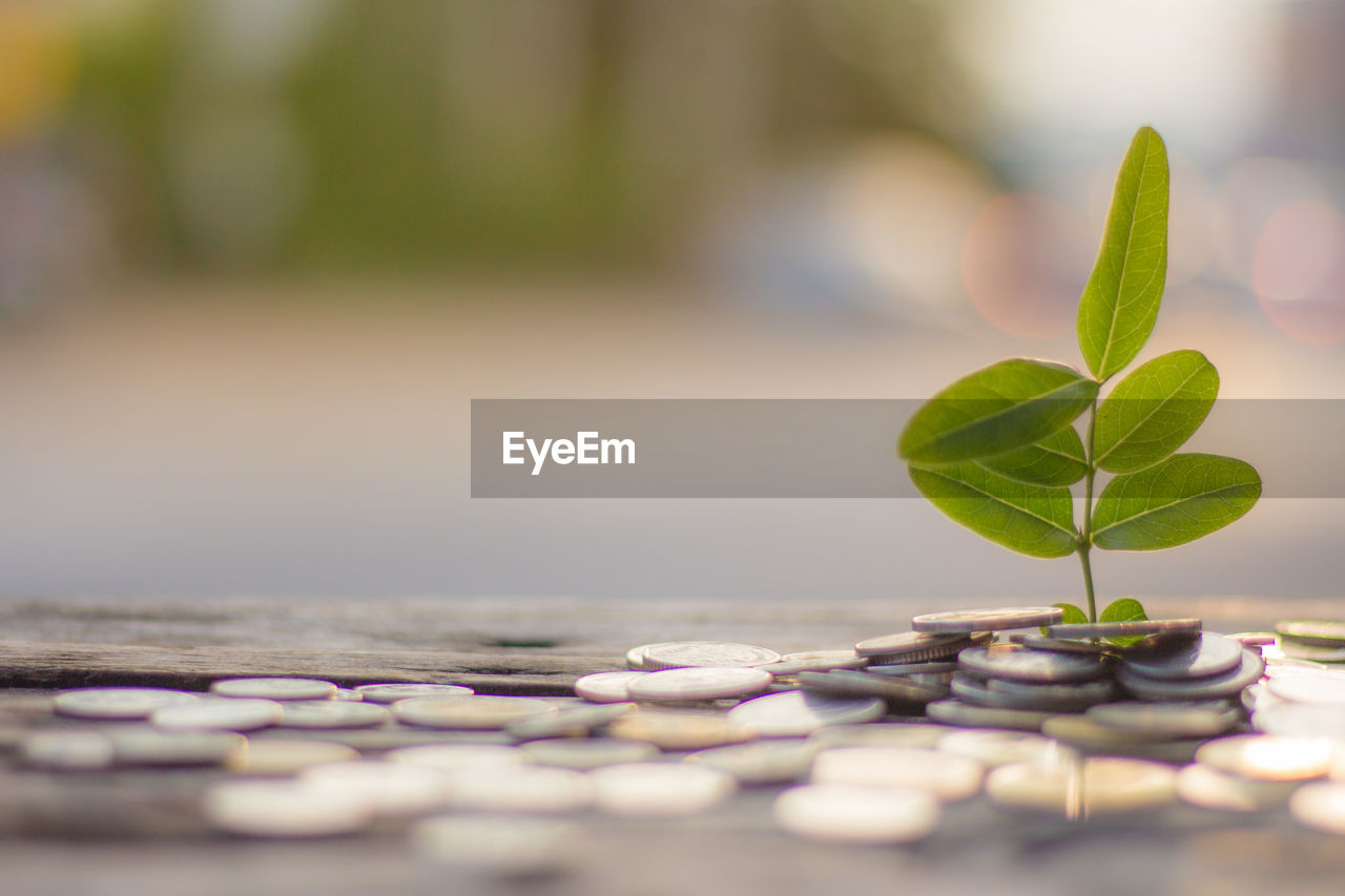 CLOSE-UP OF FRESH GREEN PLANT WITH PEBBLES IN BACKGROUND