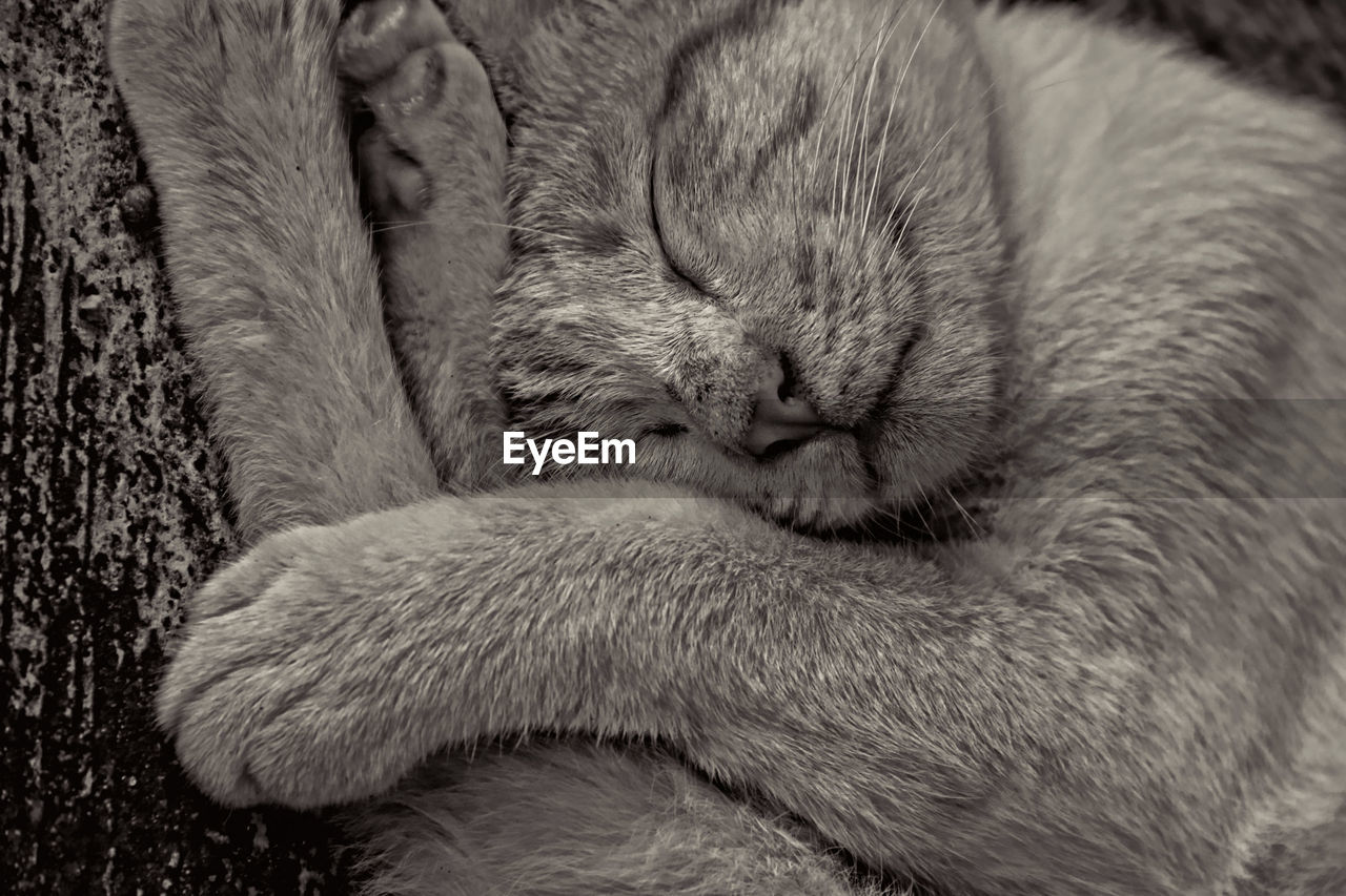 animal, animal themes, mammal, one animal, relaxation, cat, black and white, feline, sleeping, domestic animals, monochrome, close-up, pet, whiskers, nose, domestic cat, monochrome photography, eyes closed, no people, resting, animal body part, snout, felidae, sleep, lying down, indoors, comfortable, small to medium-sized cats, carnivore, drawing