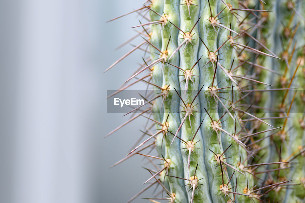 Close-up of cactus plant