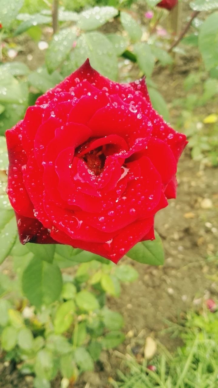 CLOSE-UP OF WATER DROPS ON ROSE