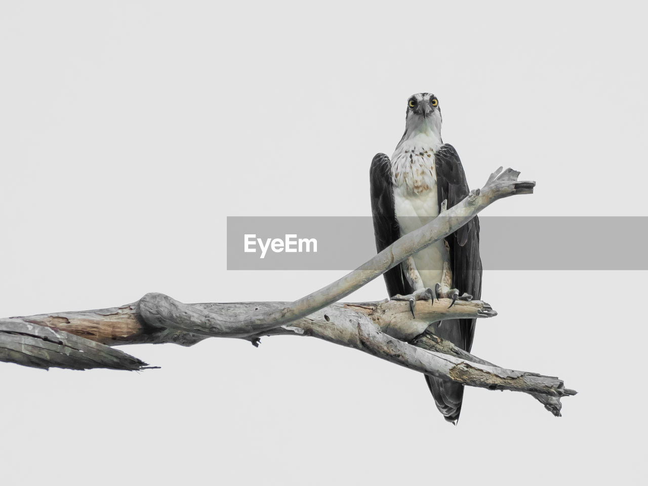 Low angle view of osprey perching on tree against clear sky