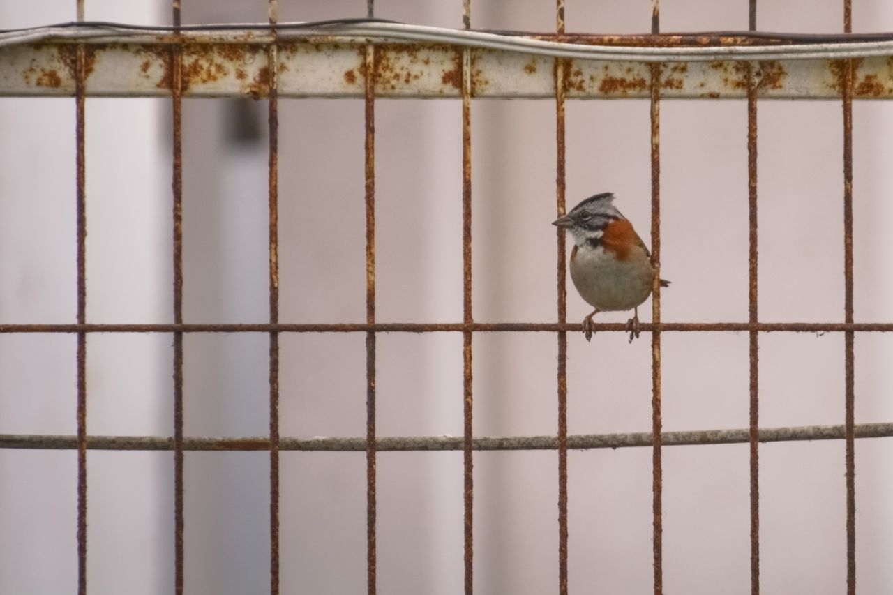 BIRD PERCHING IN CAGE