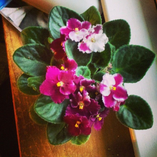 CLOSE-UP OF PINK FLOWERS IN VASE