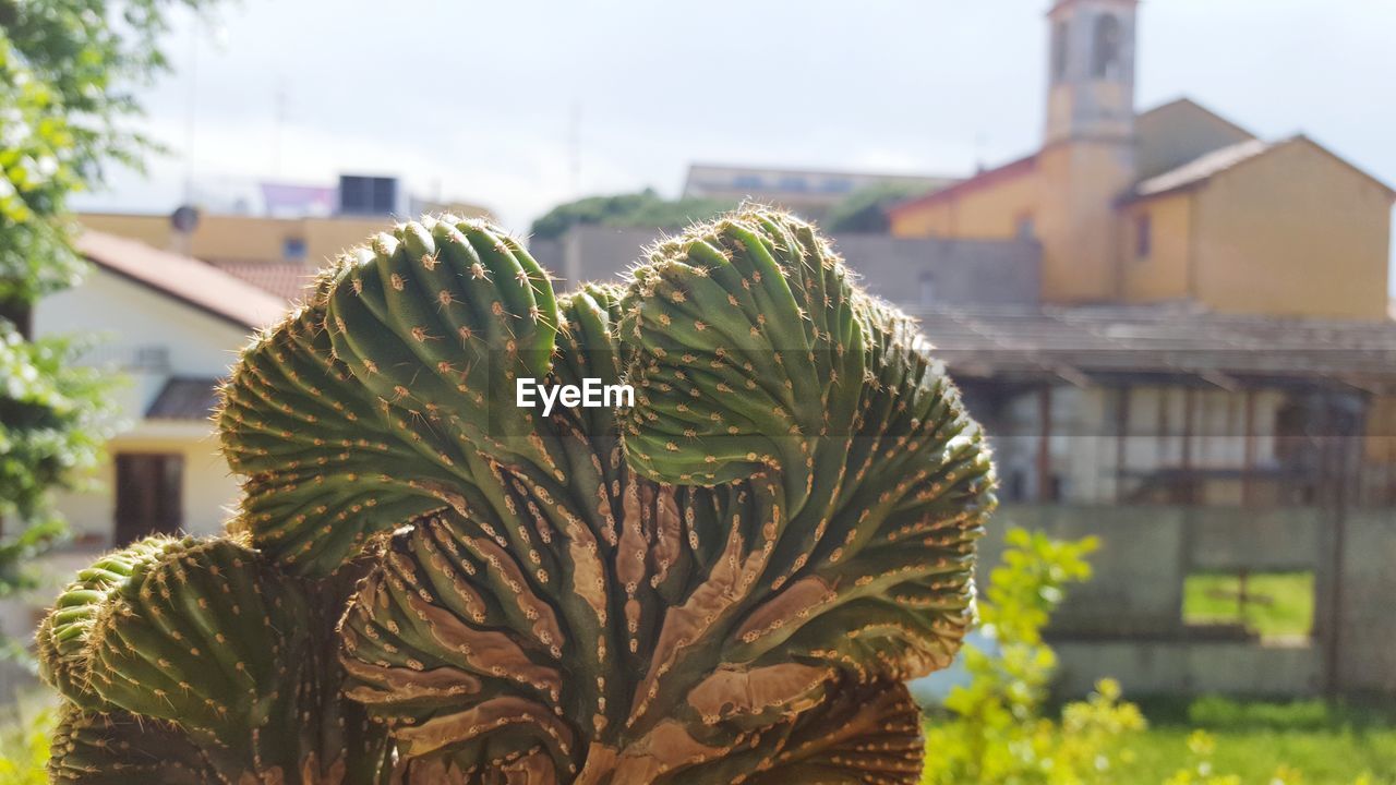 CLOSE-UP OF SUCCULENT PLANT AGAINST HOUSE