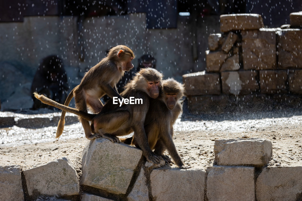 MONKEYS SITTING ON WALL