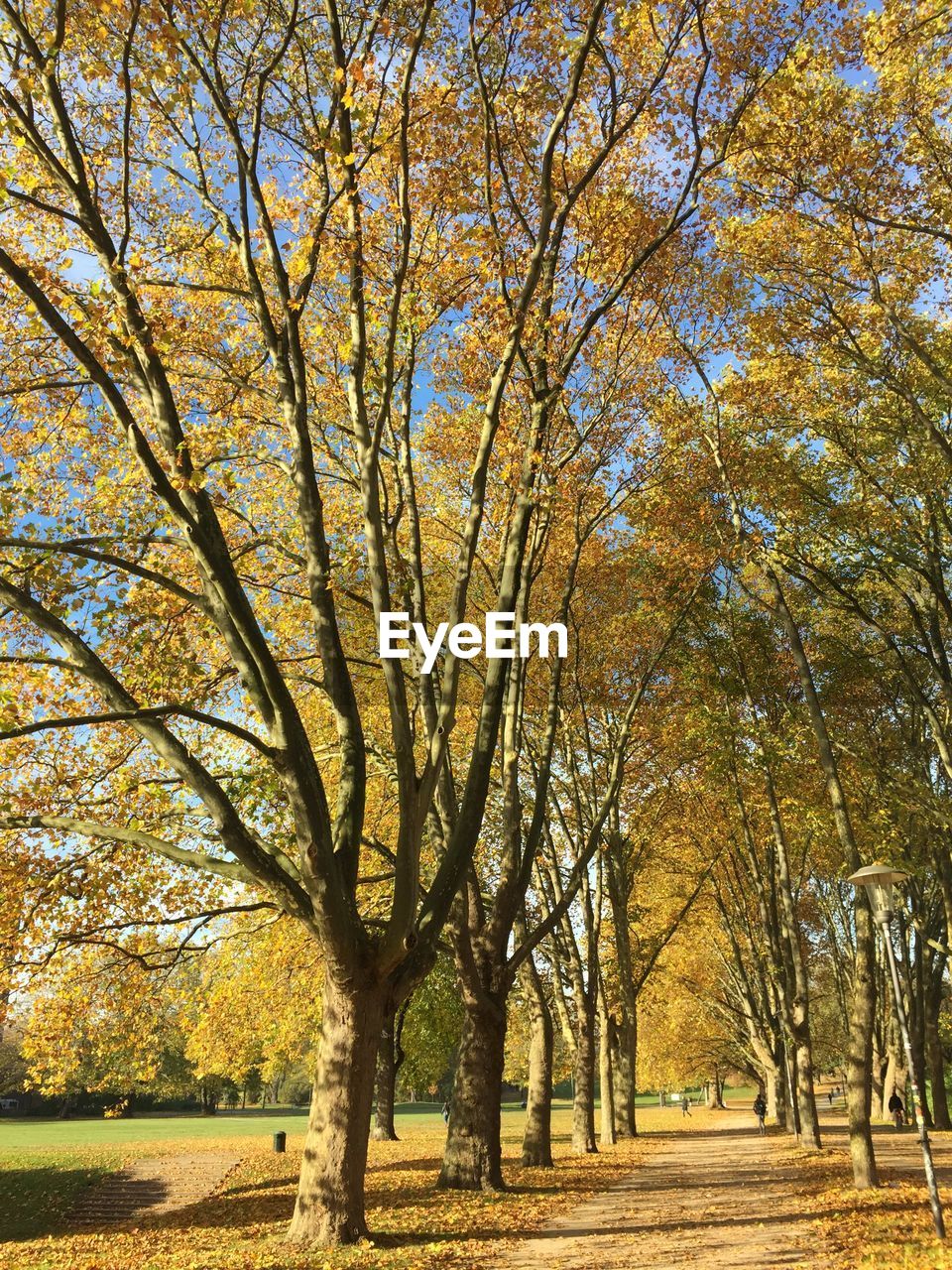 Trees on landscape during autumn