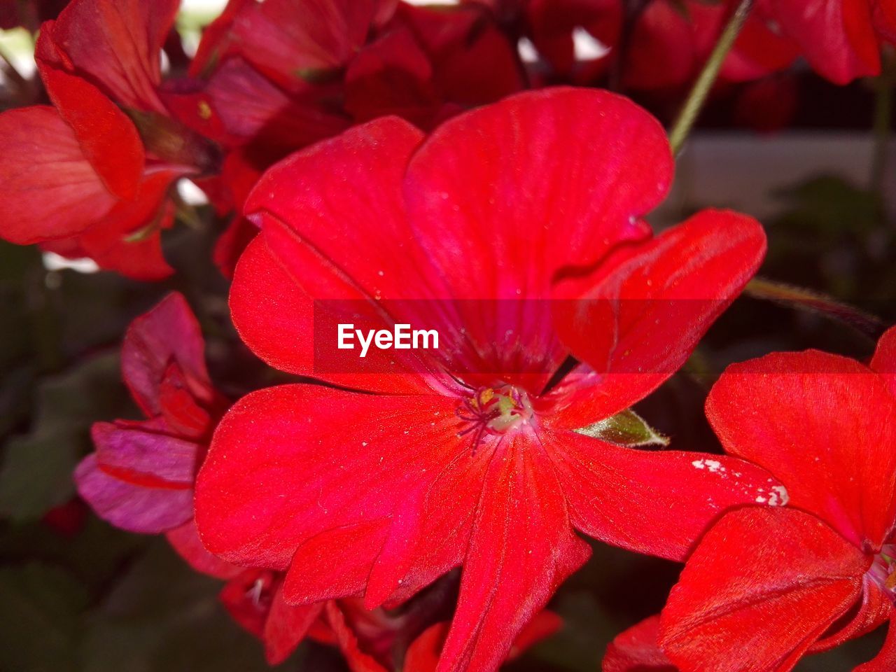 CLOSE-UP OF WET RED FLOWER