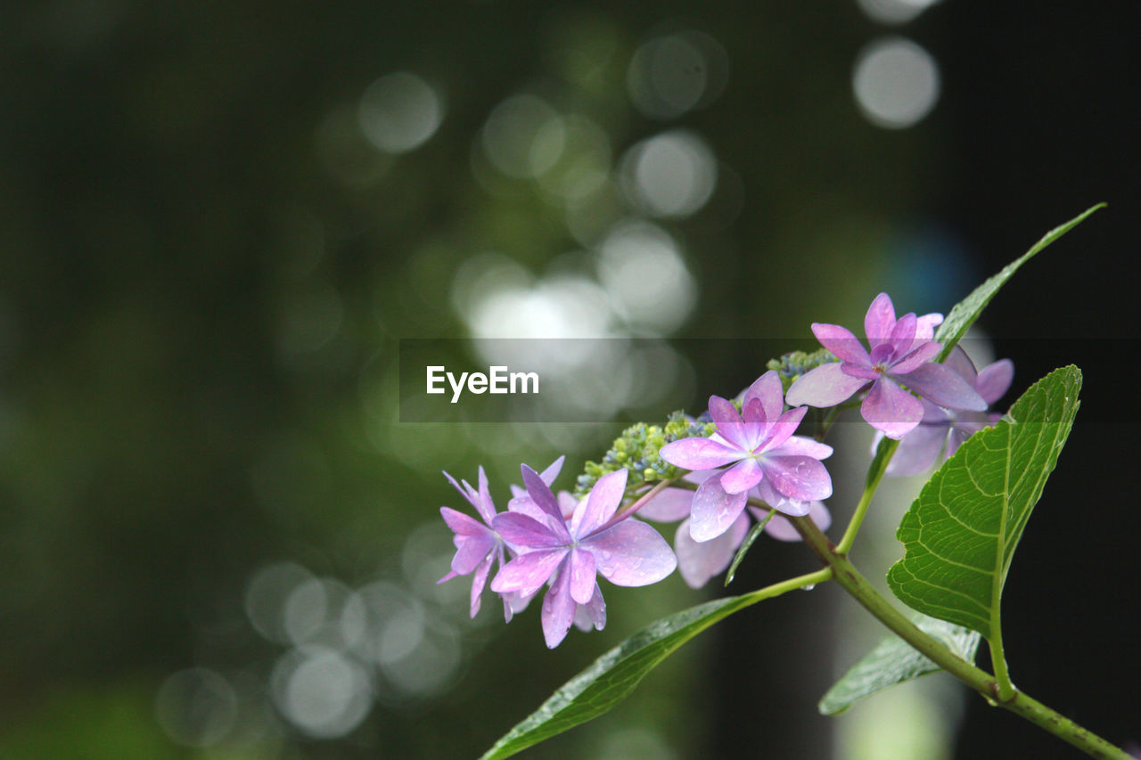 flower, plant, flowering plant, beauty in nature, green, freshness, macro photography, nature, blossom, leaf, fragility, close-up, pink, petal, flower head, plant part, branch, no people, springtime, inflorescence, outdoors, growth, focus on foreground, purple, lilac, tree, botany, defocused, environment, wildflower, plant stem, summer