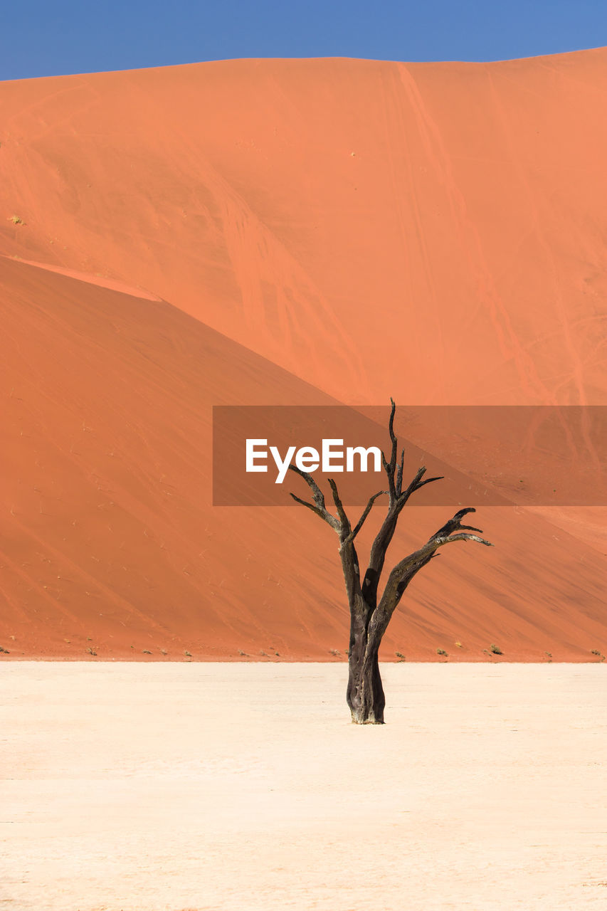 Bare tree on sand dune in desert against sky