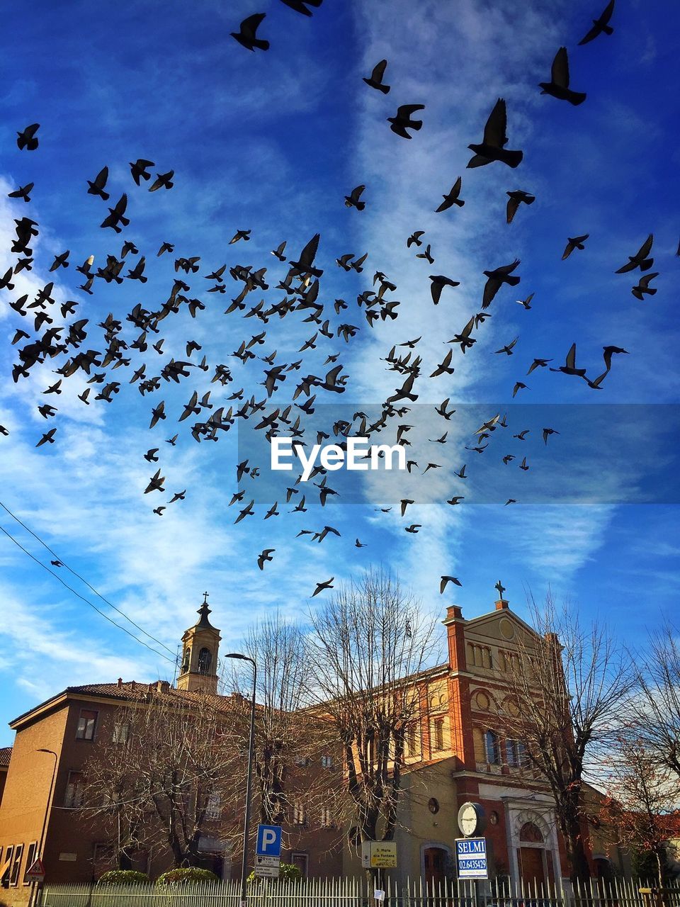 Low angle view of birds flying against blue sky