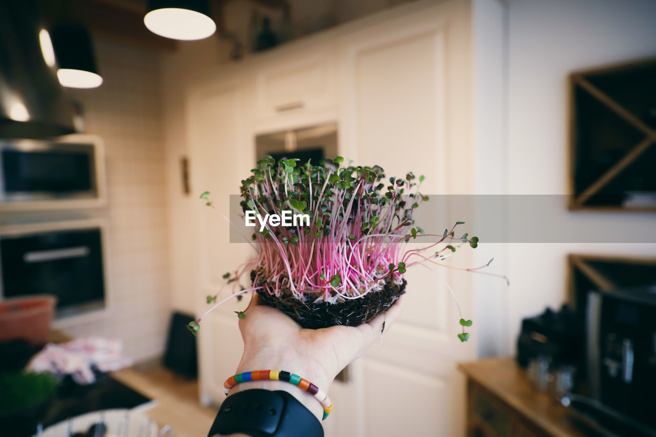 Midsection of woman holding microgreens at home