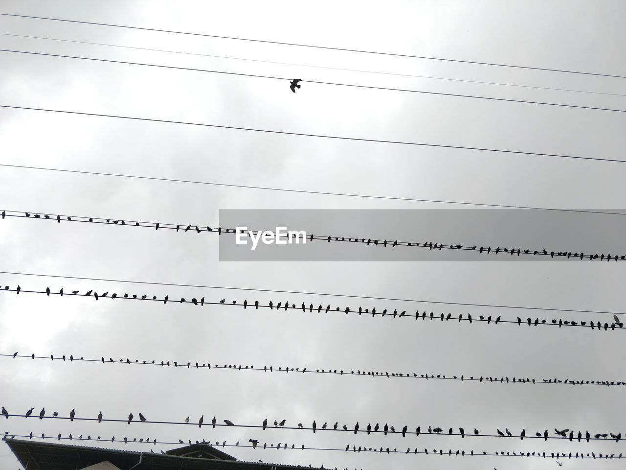 Low angle view of birds in the sky