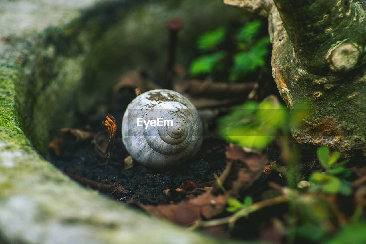 Close-up of snail on rock
