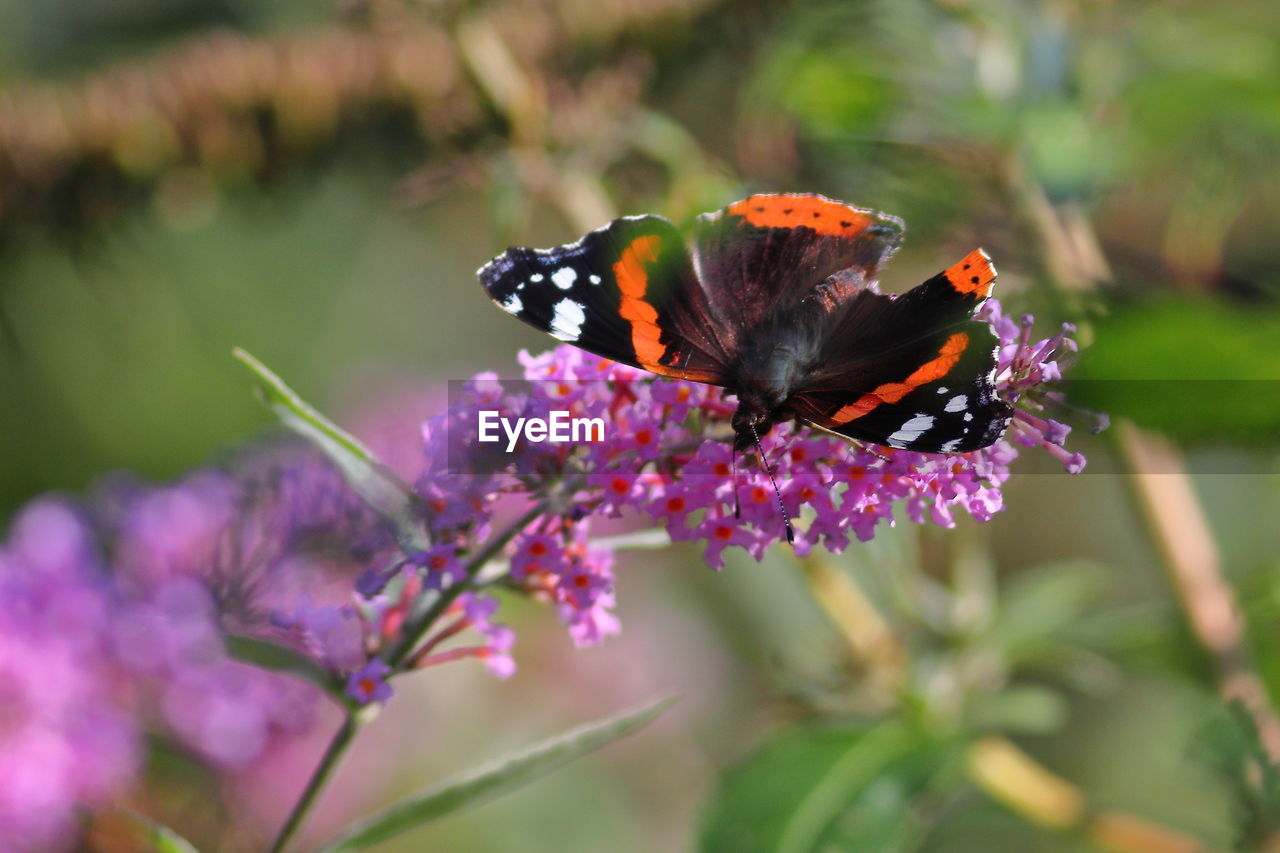 flower, animal themes, animal wildlife, animal, flowering plant, insect, beauty in nature, plant, butterfly, nature, animal wing, moths and butterflies, fragility, freshness, wildlife, one animal, macro photography, close-up, animal body part, feeding, food, macro, eating, summer, environment, no people, purple, selective focus, outdoors, monarch butterfly, multi colored, perching, petal, full length, springtime, focus on foreground, flower head, relaxation, resting, pink, side view, scented, tranquility