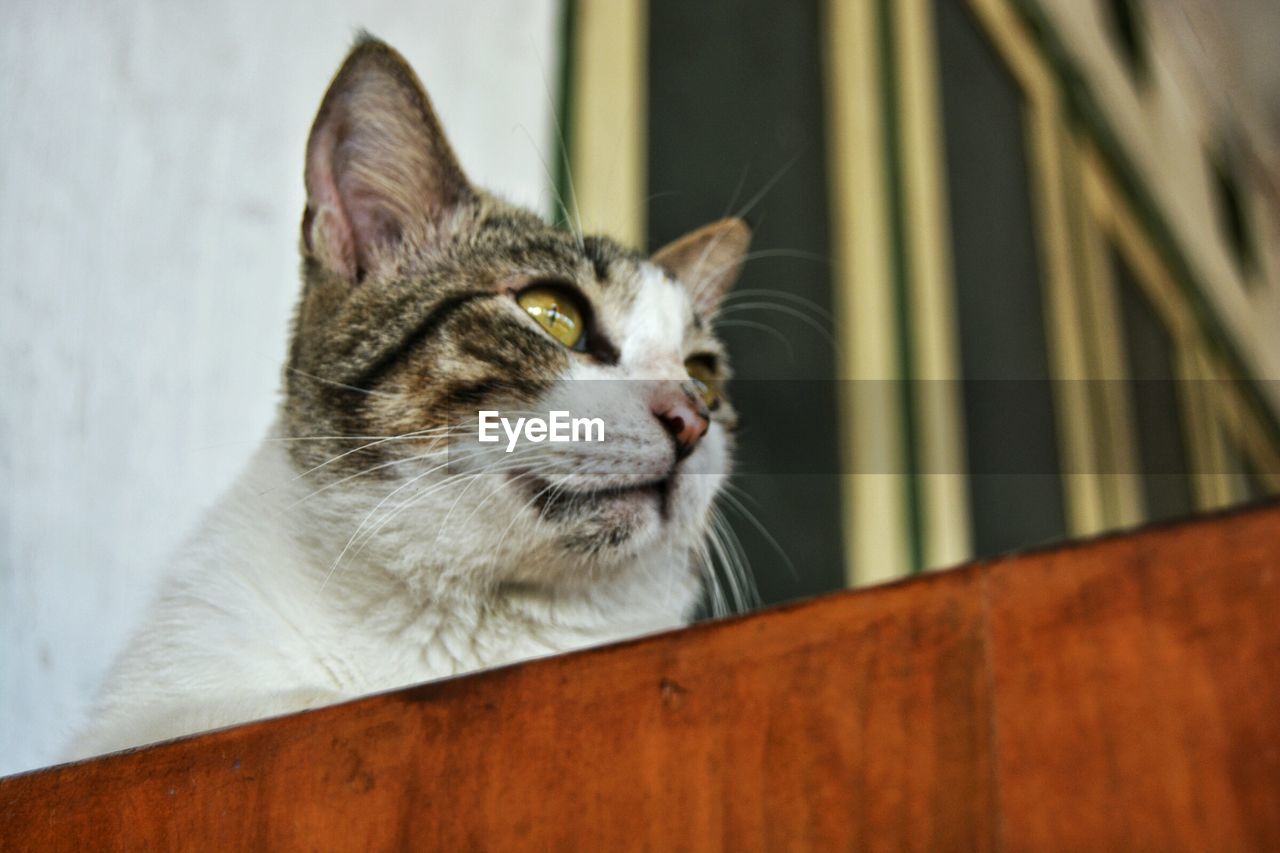 CLOSE-UP OF CAT IN ROOM