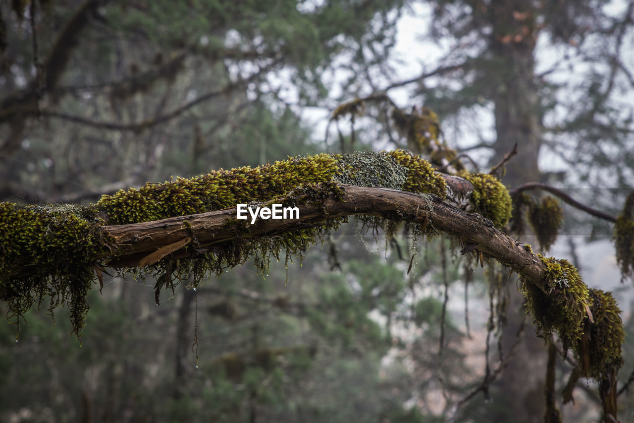 Low angle view of lichen growing on tree