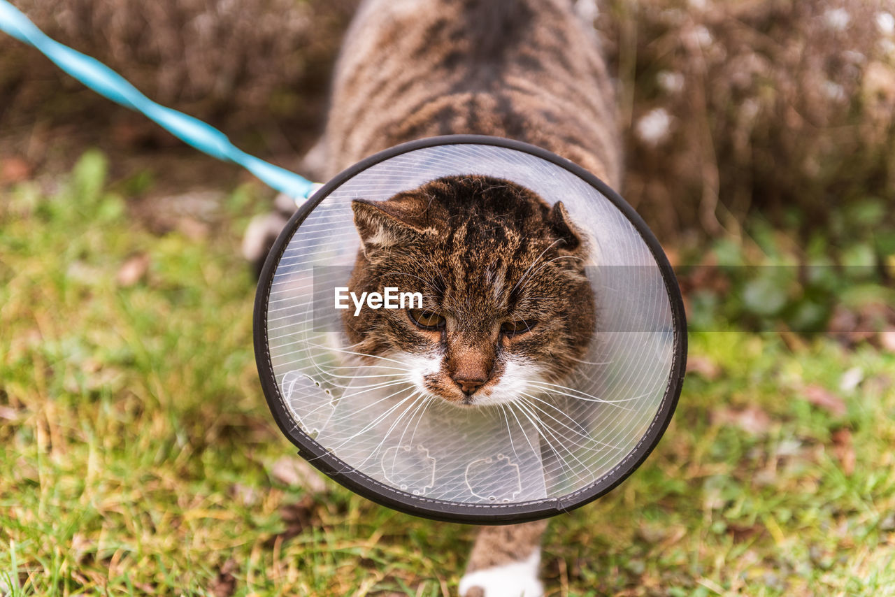 Cat in veterinary white plastic cone, called e-collar elizabethan collar on the head, 