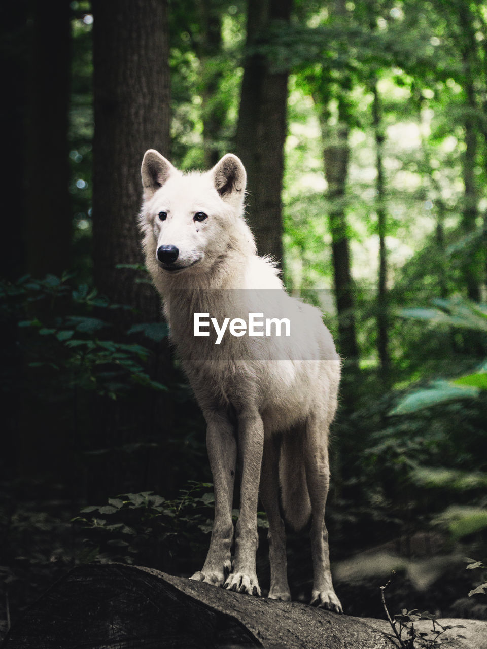 Wolf standing in forest