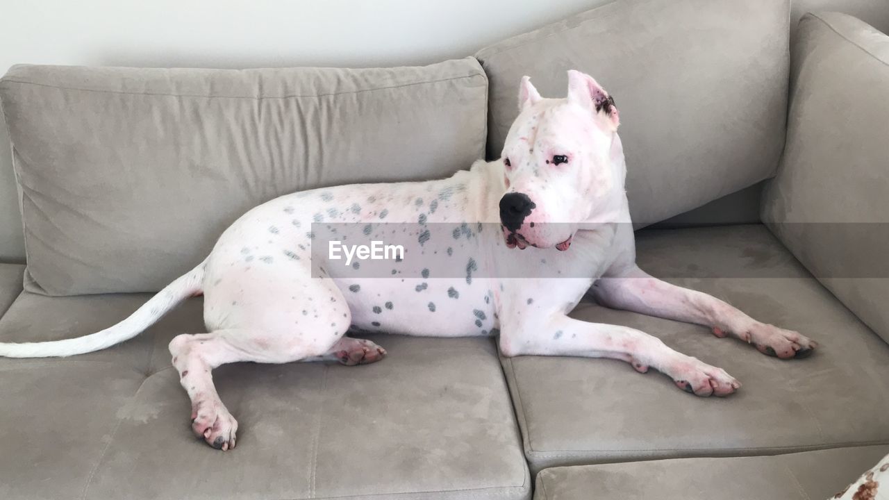 DOG LYING ON SOFA