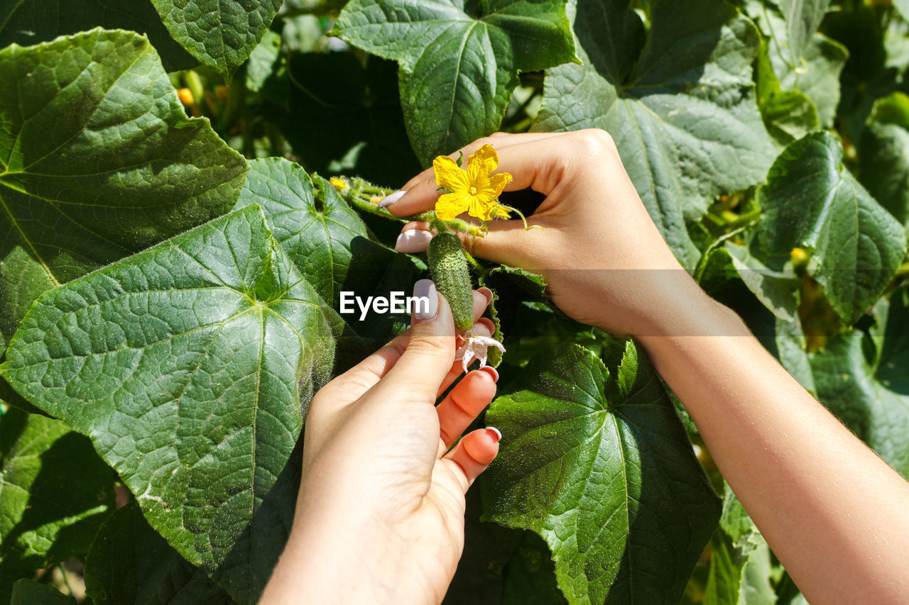 Woman farmer hands check a cucumber on organic farm