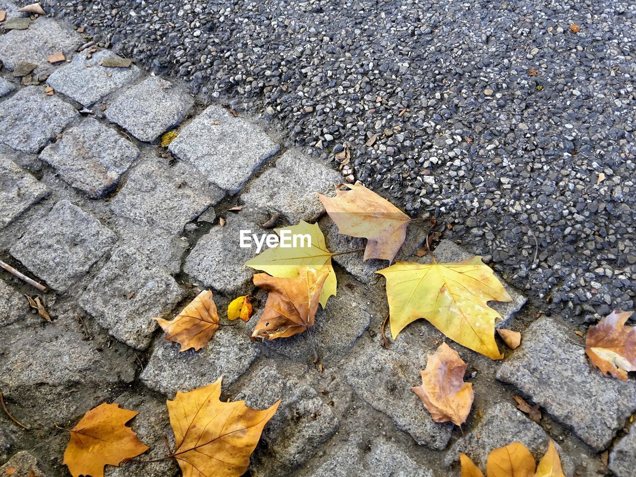 HIGH ANGLE VIEW OF YELLOW FALLEN MAPLE LEAF ON STREET
