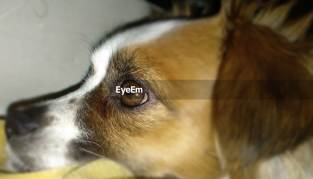 CLOSE-UP OF DOG LYING ON BLANKET