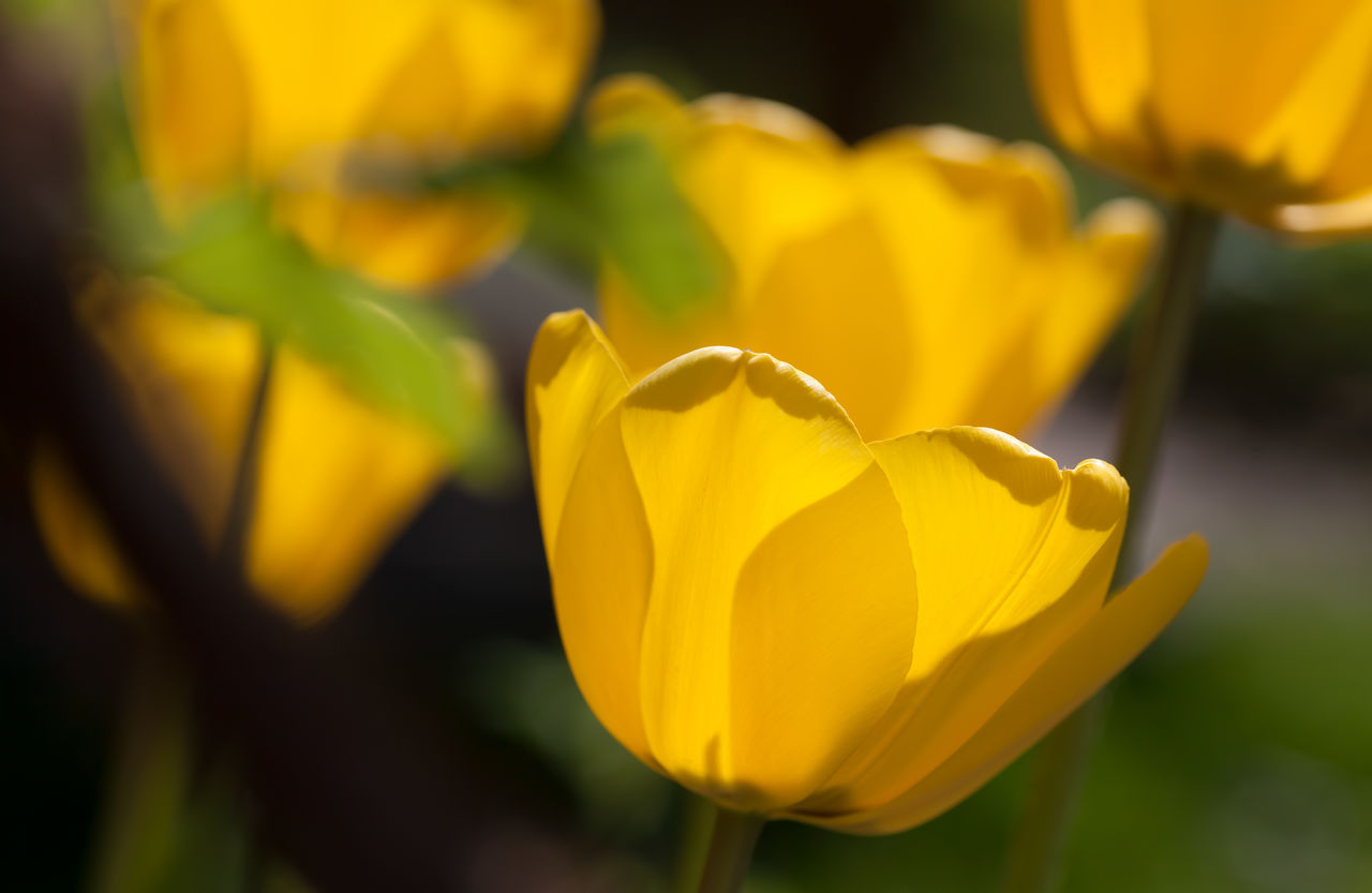 CLOSE-UP OF YELLOW TULIP FLOWER