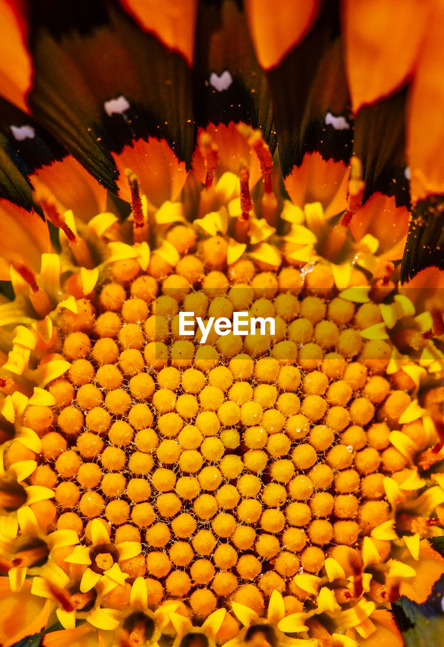 FULL FRAME SHOT OF FRESH YELLOW FLOWERS