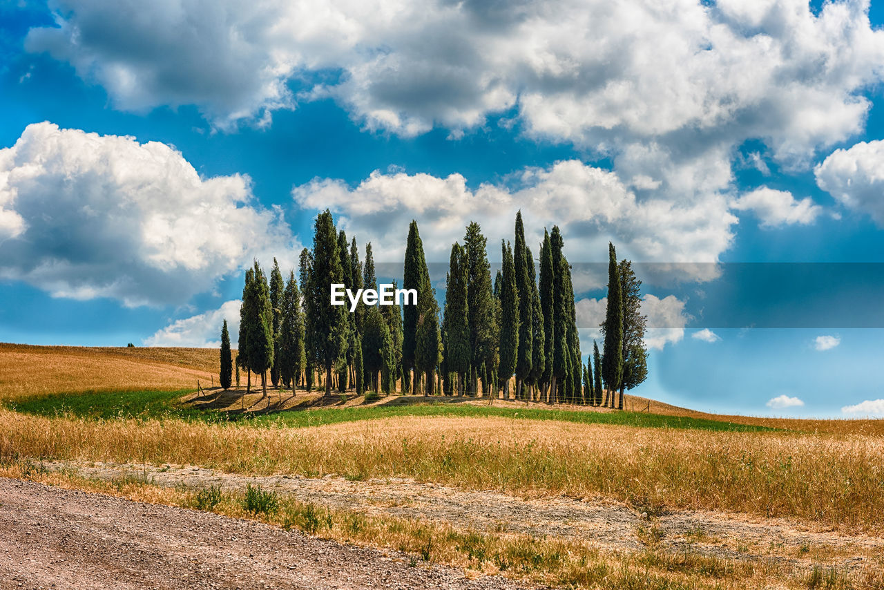 Panoramic shot of trees on field against sky