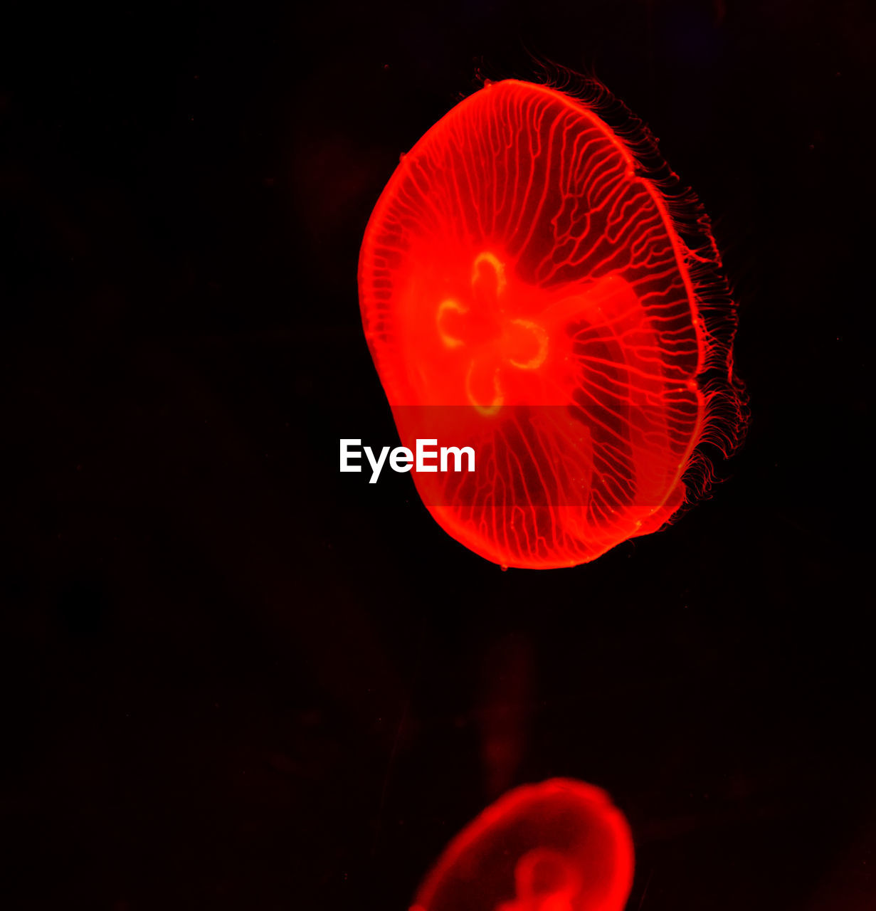 CLOSE-UP OF RED JELLYFISH