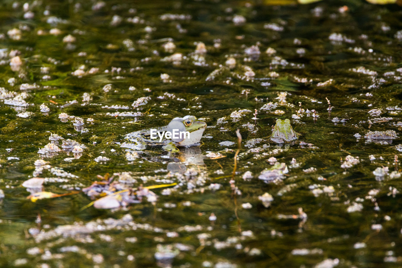 BIRDS IN LAKE