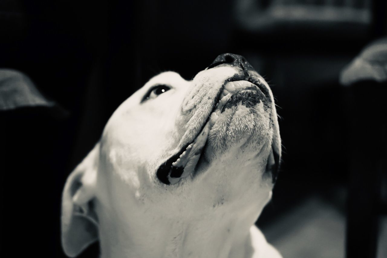 white, animal, animal themes, pet, one animal, close-up, black, dog, black and white, monochrome, focus on foreground, mammal, monochrome photography, animal body part, no people, animal head, portrait, darkness, animal wildlife, domestic animals