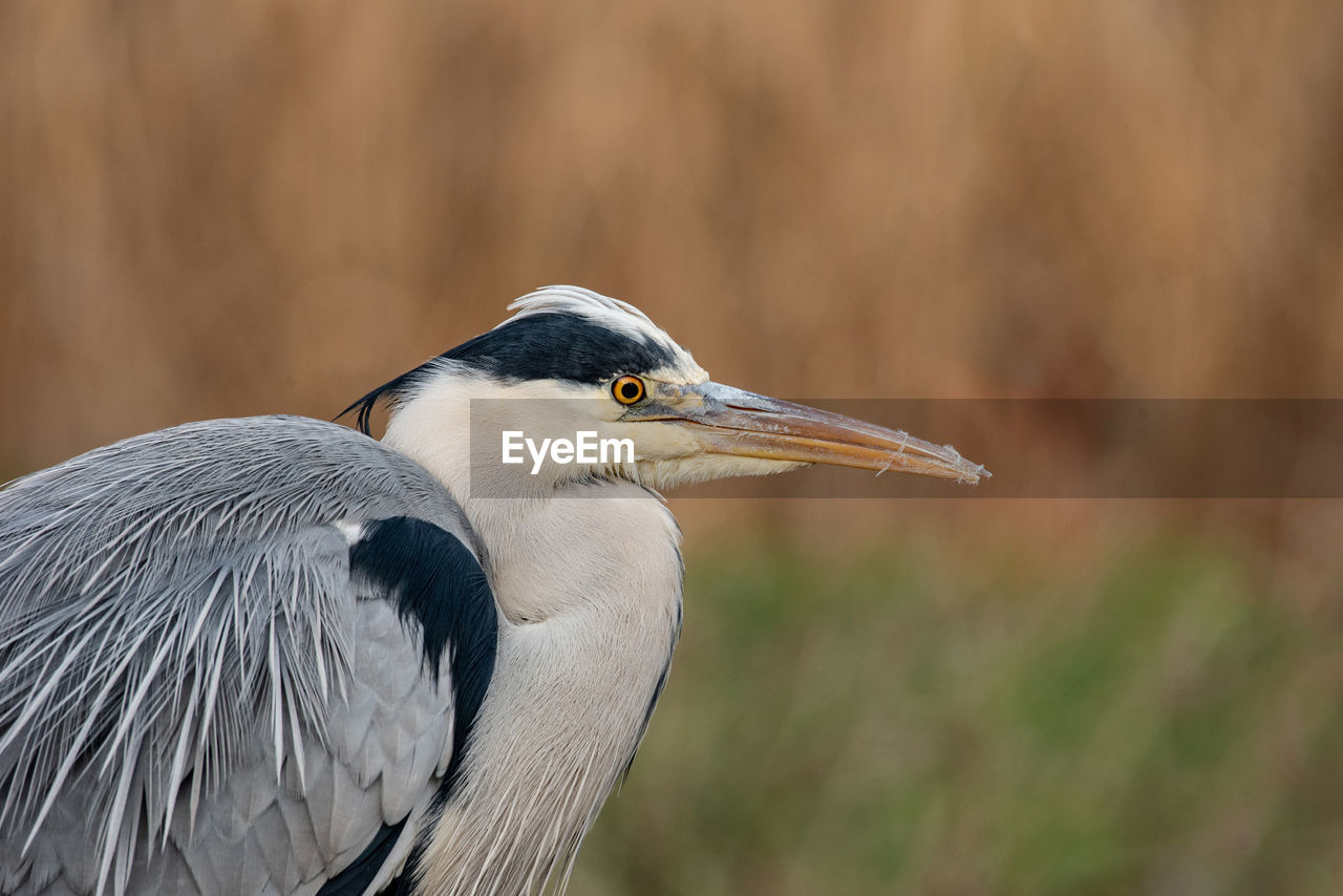 SIDE VIEW OF A BIRD