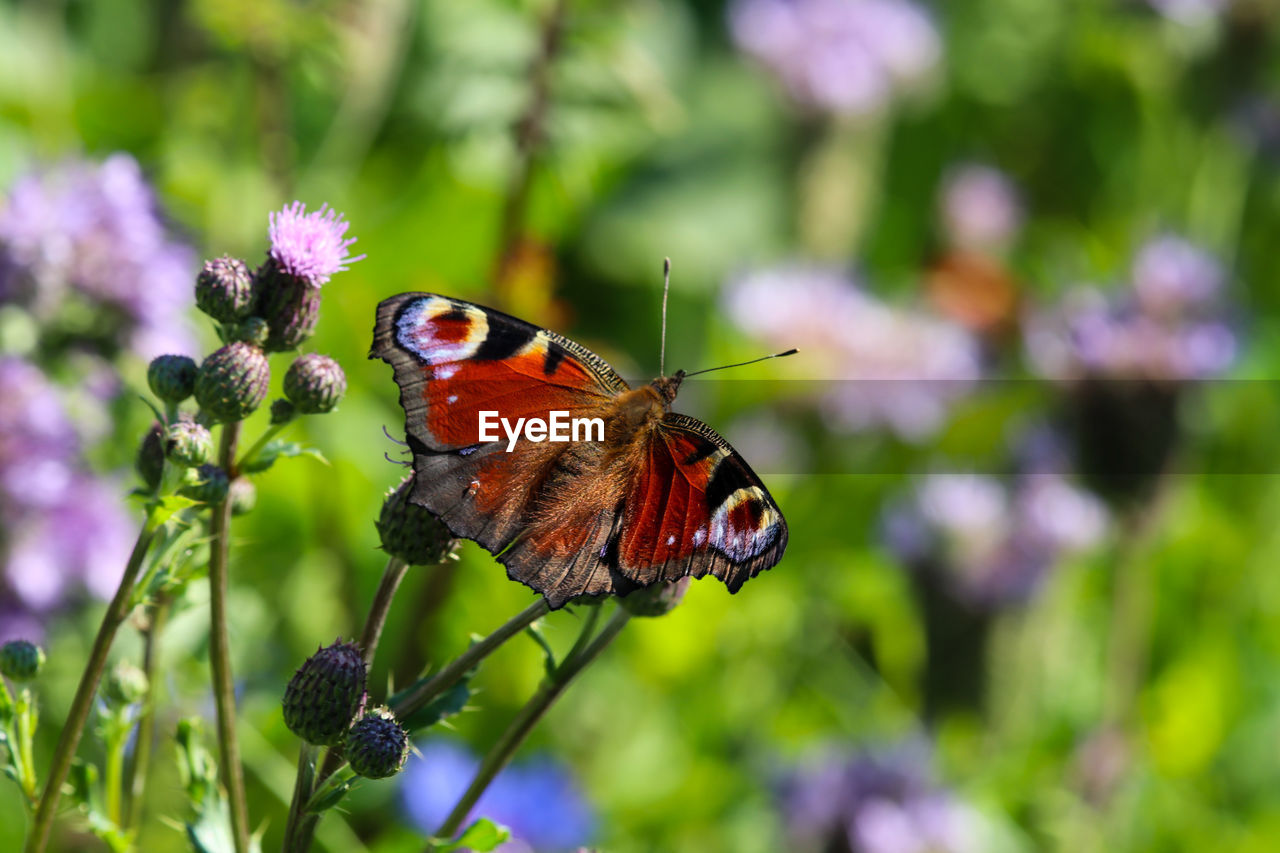 BUTTERFLY POLLINATING ON FLOWER