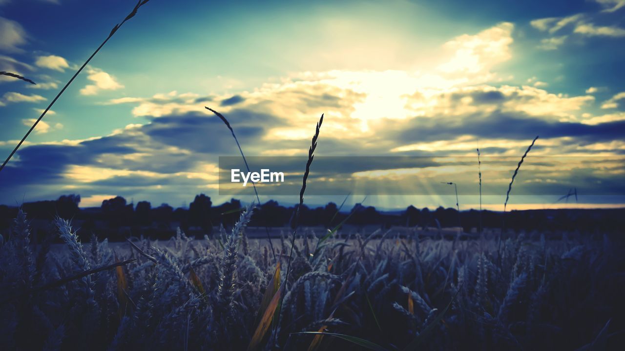 Scenic view of field against sky at sunset