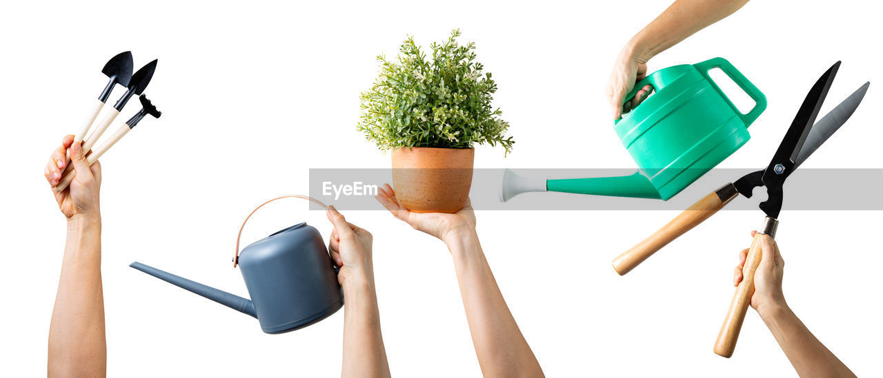 white background, plant, cut out, studio shot, potted plant, gardening, growth, broom, equipment, indoors, adult, green, gardening equipment, nature, houseplant, hand