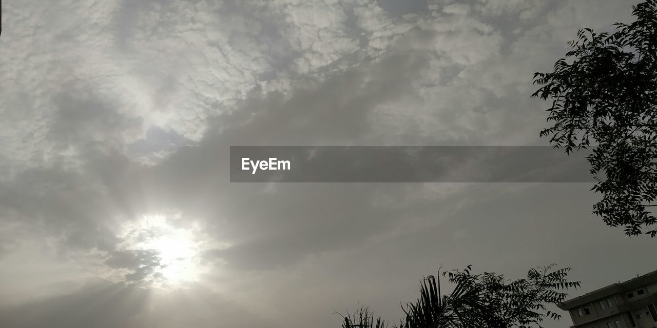 LOW ANGLE VIEW OF SILHOUETTE PLANT AGAINST SKY