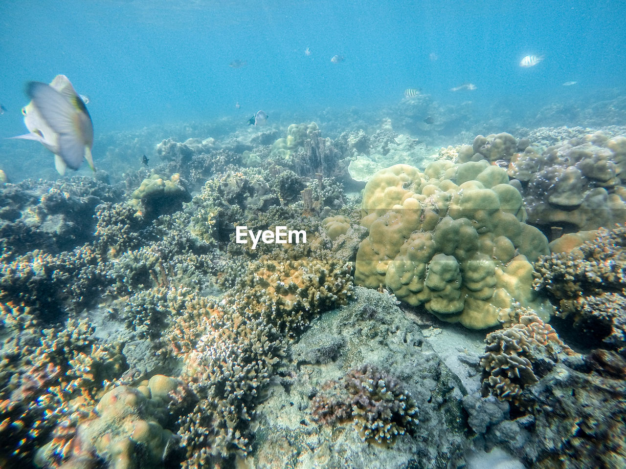 FISH SWIMMING UNDERWATER