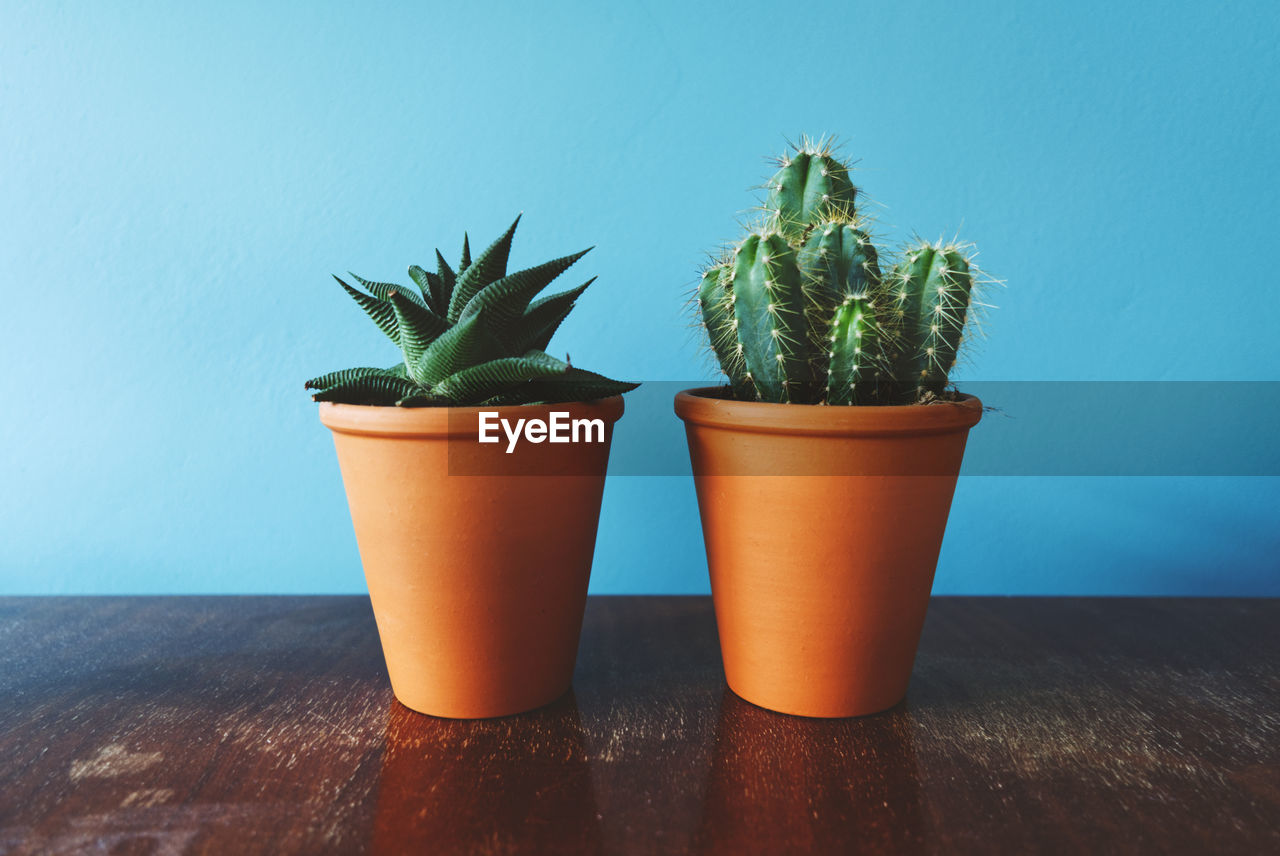 POTTED PLANT ON TABLE AGAINST WALL