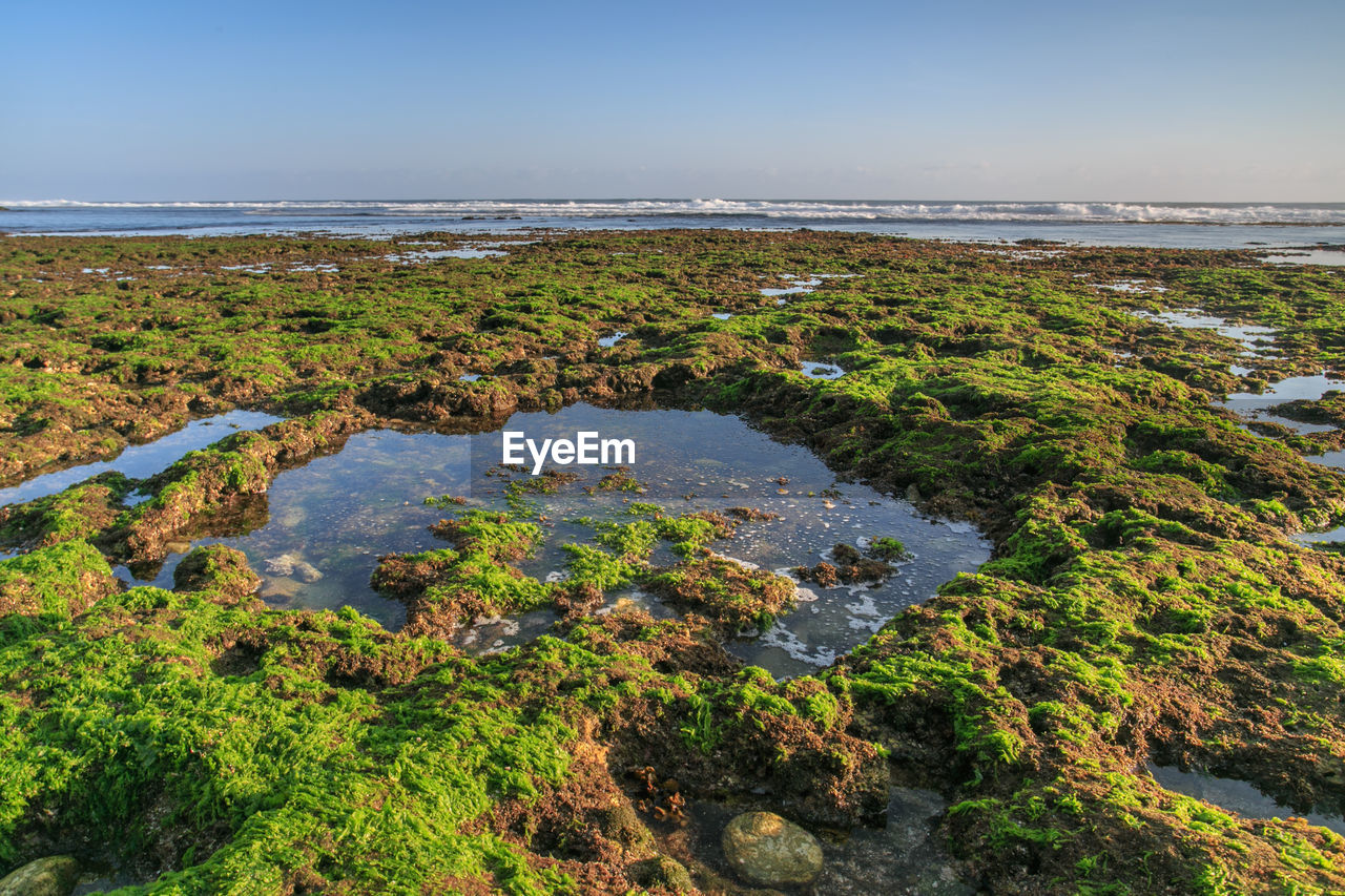 Moss covered rocks at shore against clear sky