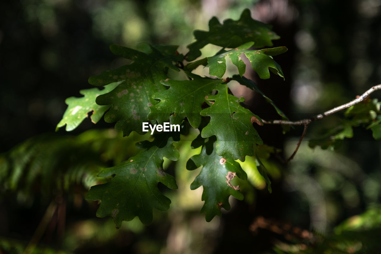 CLOSE-UP OF GREEN LEAVES ON TREE