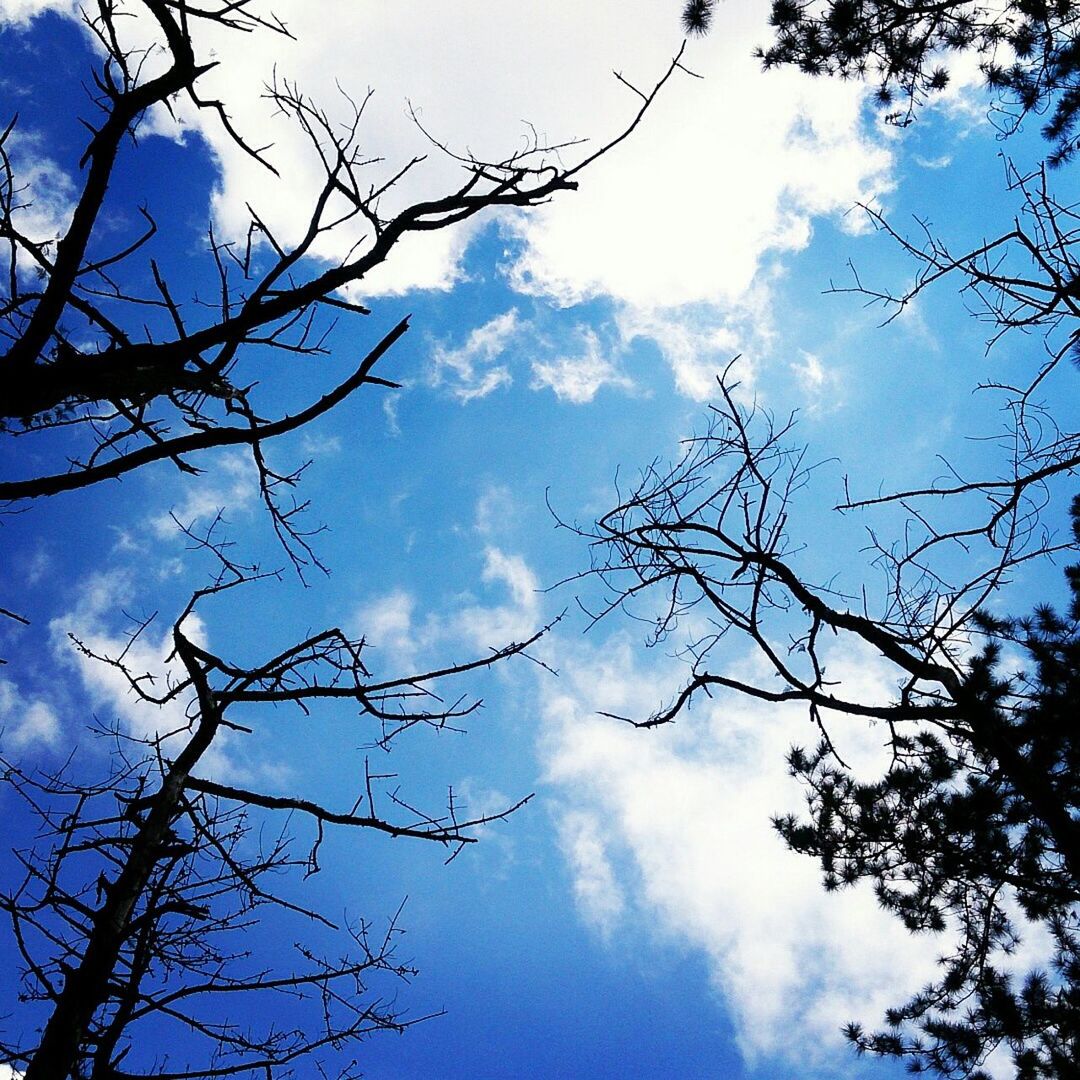 Low angle view of silhouette bare trees against sky