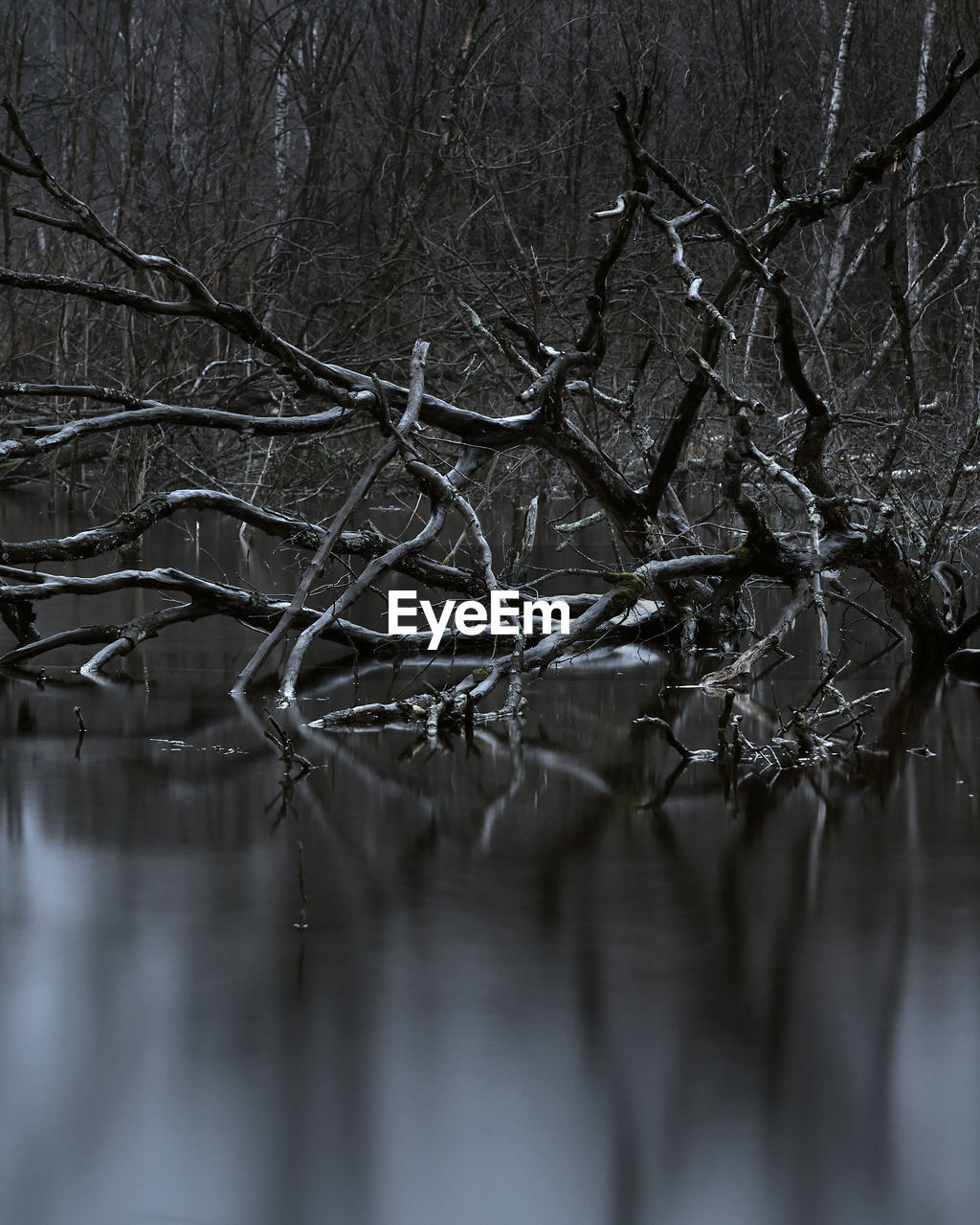 BARE TREE BY LAKE