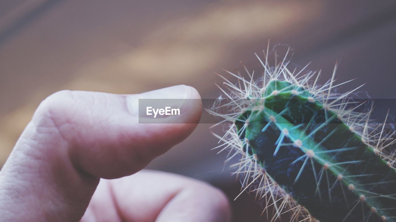 Cropped image of thumb touching cactus