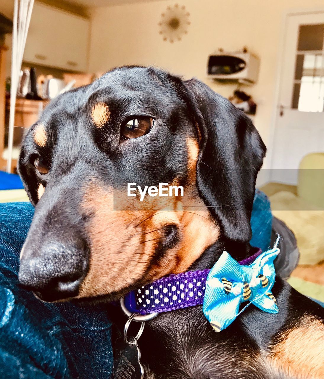 CLOSE-UP OF DOG LOOKING AWAY AT HOME