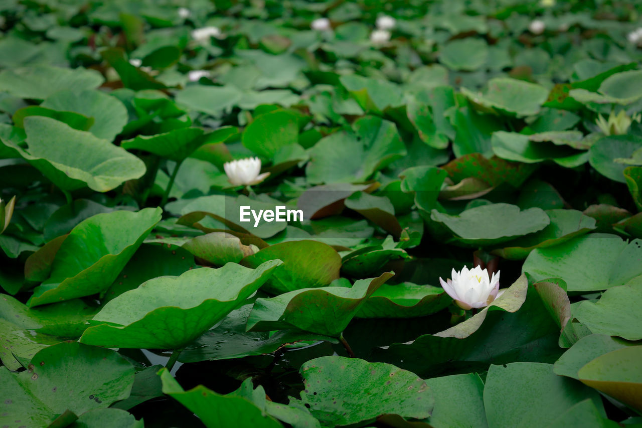 Full frame shot of lilypads in lake